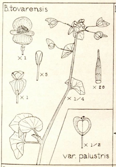 B. fischeri var. palustris
